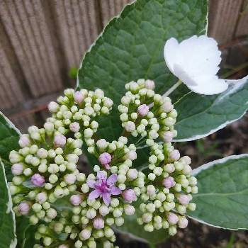 斑入り紫陽花の投稿画像一覧 Greensnap グリーンスナップ