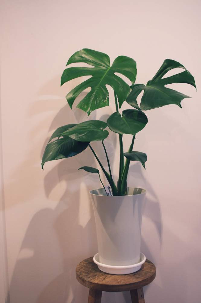 モンステラの投稿画像 By Nicoさん モンステラ アダンソニーと支根 21月6月3日 Greensnap グリーンスナップ