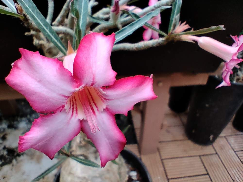 アデニウム ソマレンセの投稿画像 By デュークさん 現地球とボタニカルライフと塊根植物のある暮らしとコーデックスとおうち園芸と多肉植物とサボテンと珍奇植物とcaudiciformsとpwフォトコン21 育てる寄せ植え部門 とビザールプランツ 21月6月3日 Greensnap