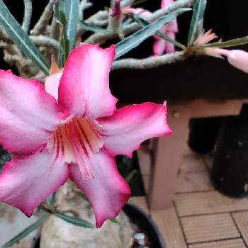 アデニウム ソマレンセの投稿画像一覧 Greensnap グリーンスナップ