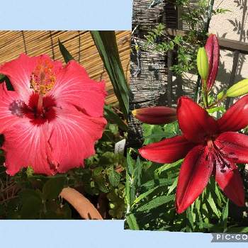 赤い百合の投稿画像一覧 Greensnap グリーンスナップ