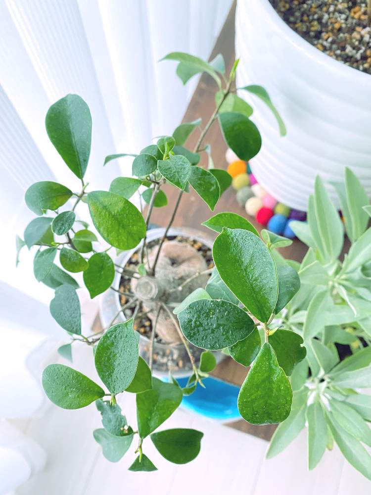 カリフォルニアホワイトセージの投稿画像 By Tinkさん ガジュマル 21月6月3日 Greensnap グリーンスナップ