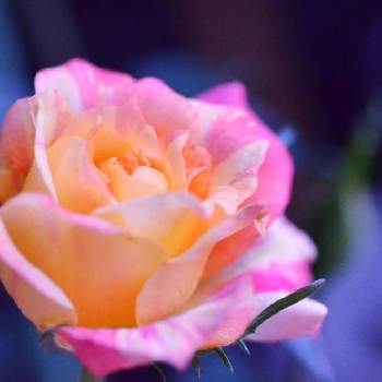 ステップアップローズ バミューダの画像 by ふぅぅぅさん | ステップアップローズ バミューダと自慢のバラ_2021とステップアップローズ❤︎と季節の花とバラ 鉢植えとミニバラ＊バミューダフォーエバーと美しいと小さな小さな庭と花のある暮らし