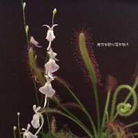 ウサギゴケ うさぎ苔 の育て方 日当たりや水やりの加減は Greensnap グリーンスナップ