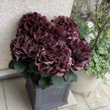 黒い紫陽花 お名前は クイーンズブラック 花屋さんの店先にて 幸せと健康へのライフスタイル ８８歳まで現役で歌い続けるために