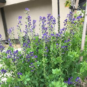 紫花 千代萩の投稿画像一覧 Greensnap グリーンスナップ