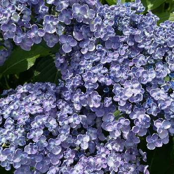 ポップコーンの投稿画像一覧 Greensnap グリーンスナップ