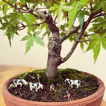 イロハモミジの木の画像 by なつこさん | インテリアとイロハモミジと盆栽とミニチュアと人形とイロハモミジの木