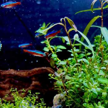 パールグラスの投稿画像一覧 Greensnap グリーンスナップ