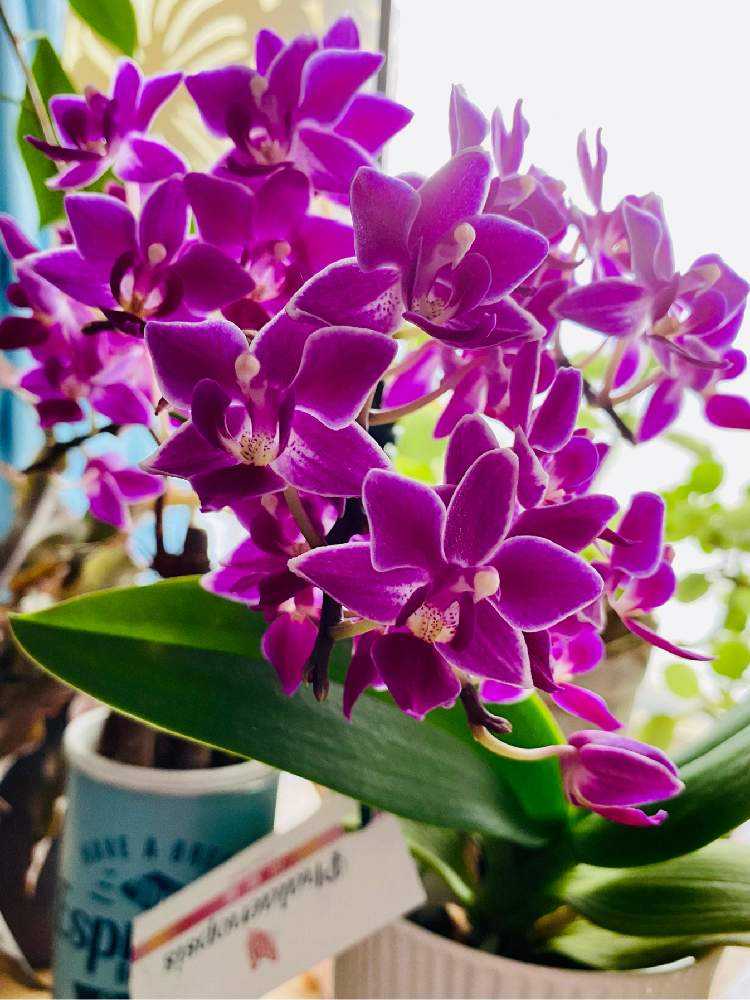 3年目の胡蝶蘭 Greensnap グリーンスナップ