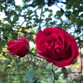 ベルサイユのバラ♪の画像 by レイニーブルーさん | 広い庭とHTCとキュンキュン乙女倶楽部と自慢のバラ_2021とばら バラ 薔薇と薔薇愛同盟とバラのある暮らしと2021レイニーブルーガーデン　バラと2021 GSでバラ園とバラが好きと花のある暮らしとベルサイユのバラ♪とバラを楽しむと優しい気持ち