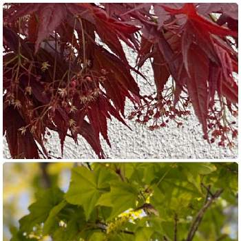 赤もみじの投稿画像一覧 Greensnap グリーンスナップ
