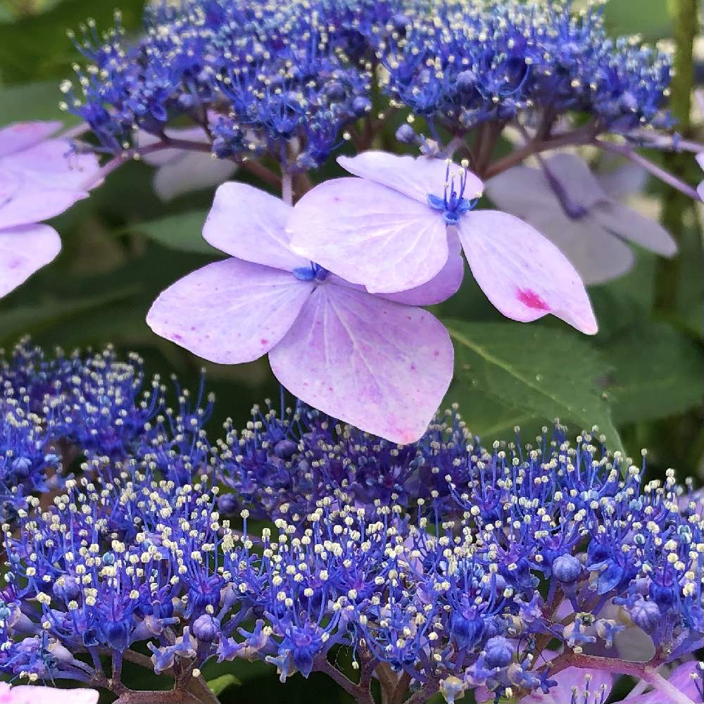 お出かけ先の画像 by ぎんねこさん | お出かけ先とガクアジサイとアジサイと可憐な花と星屑ファンタジーと紫色の花と青い花と小さい花とユーミンつながりとガクアジサイ好きと青色ファンタジーとぎんねこのユーミン