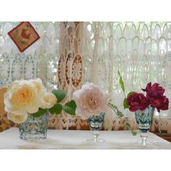 薔薇,薔薇に魅せられて,薔薇♪,ラ・カンパネラ 挿し木,ラ ・カンパネラの画像