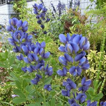 @青い花の画像 by Kevinさん | お出かけ先とムラサキセンダイハギと素敵❗と癒しと@青い花と紫色の花とGS映えと青い花と今日の一枚とお花大好き✨と可愛いとかわいいと青い花マニアと南北アメリカ原産