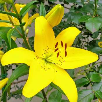 ユリの仲間の投稿画像一覧 Greensnap グリーンスナップ