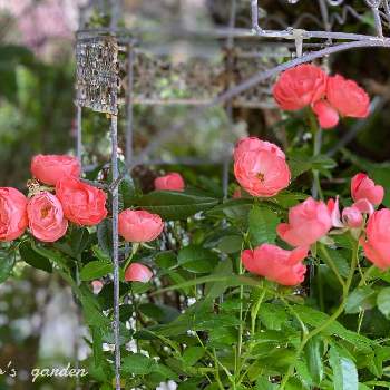 ポリアンサローズの投稿画像一覧 Greensnap グリーンスナップ