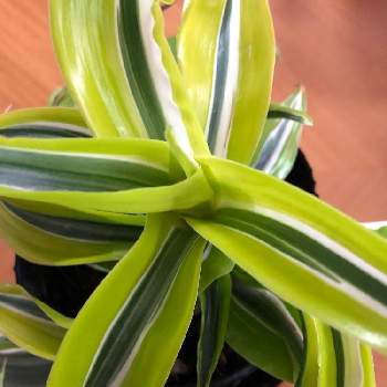 ドラセナレモンライムの投稿画像一覧 Greensnap グリーンスナップ