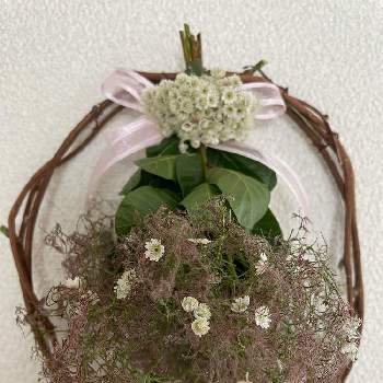 スモークツリー ピンクパールの投稿画像一覧 Greensnap グリーンスナップ