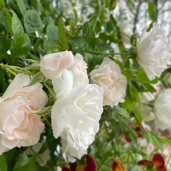 サマースノー♥︎︎∗︎*ﾟの画像 by RARAさん | テラスとつるバラのある庭とつるバラ サマースノーとばら バラ 薔薇と幸せにな〜る◡̈❁とサマースノー♥︎︎∗︎*ﾟとhappy♡とバラ 鉢植えと香りフェチとほんのりピンクが好きと薔薇♪とピンク中毒´ ³`°) ♬*.:*¸¸