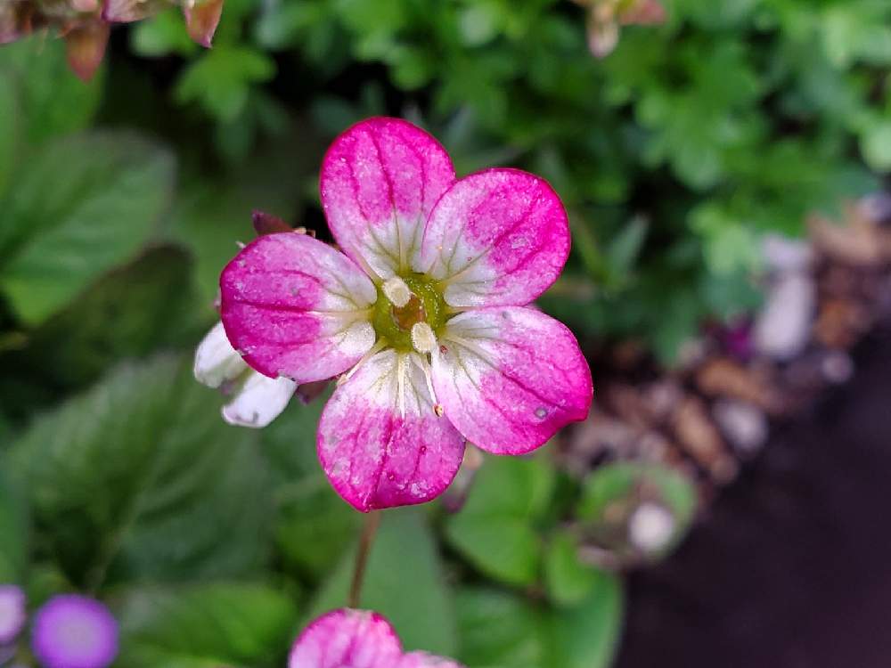 雲間草の投稿画像 By Doraさん 21月6月4日 Greensnap グリーンスナップ