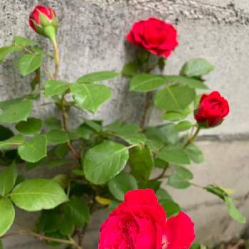 生命力‼️の画像 by もりもりさん | バラとバラ レッド・レオナルド・ダヴィンチと祈りを込めてと植物を愛するとGSとともにと花のある暮らしと生命力‼️