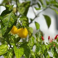 ハバネロの育て方 種まきの時期と方法 栽培適所は Greensnap グリーンスナップ