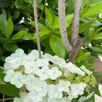 スポットライトの画像 by ボンバーケイさん | 広い庭と白い花とスポットライトとこれから楽しみ！とおうち園芸