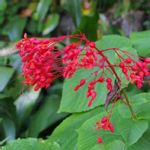 ヒギリの花の一覧 Greensnap グリーンスナップ