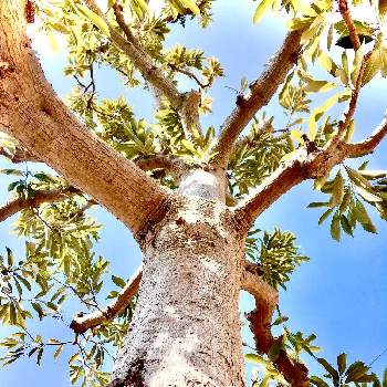 水原秋櫻子の投稿画像一覧 Greensnap グリーンスナップ