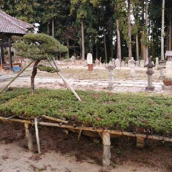 松の木の投稿画像一覧 Greensnap グリーンスナップ