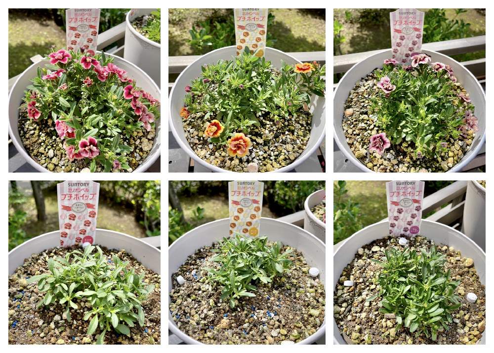 カリブラコアの投稿画像 By 黄身さん ミリオンベル プチホイップ ストロベリーとミリオンベル プチホイップ マーマレードとサンフラビトとサントリー フラワーズとおうち園芸と北陸地方と植中毒とガーデニング3年生とミリオンベル プチホイップと花のある暮らしと石川県