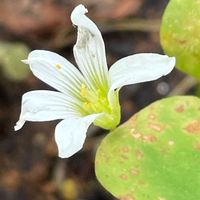 オキザリス,オキザリス・トライアングラリス,カタバミ,花壇,ガーデニングの画像