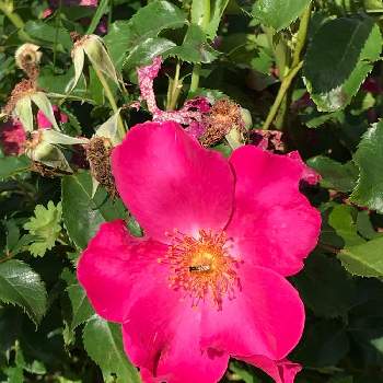 プレイガールの投稿画像一覧 Greensnap グリーンスナップ