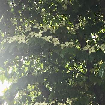 お勉強の画像 by sumika@出窓でがんばるゼリー化恐怖症さん | お出かけ先とヤマボウシとお勉強とお散歩写真と相談と綺麗な花と季節のお花と花のある暮らしと白い花