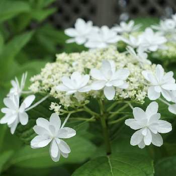 紫陽花ウェディングドレスの投稿画像一覧 Greensnap グリーンスナップ