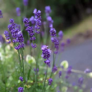 ベルベットタッチの画像 by hiroさん | 小さな庭と花のある暮らし♡と紫の小花とコロナに負けるなとイングリッシュ・ラベンダーとベルベットタッチと見てくれてありがとう♡