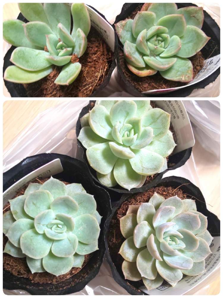 謎エケベリアの投稿画像 By Kikoriさん ムーンフェアリーと多肉植物と100均と100均多肉と多肉女子 おばさん と多肉女子とdaisoと多肉 狩りとダイソー産とダイソー多肉と謎ベリア 21月6月4日 Greensnap グリーンスナップ