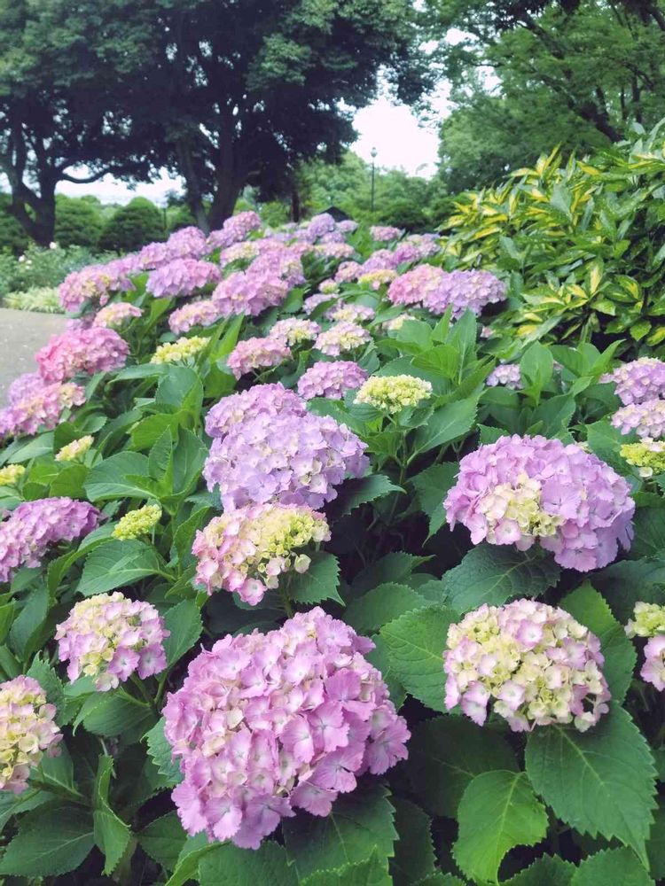 エリィさんの港の見える丘公園への投稿