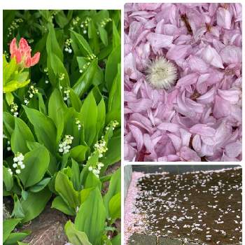日本スズラン。の画像 by charkunさん | 小さな庭とピンクの花びらとモフモフ❤とすずらんと日本スズラン。と北海道とツツジ♡と白い花♡と可愛いピンク色♡と可愛い♡