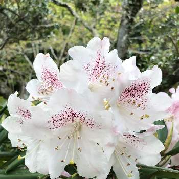 アズマシャクナゲの投稿画像一覧 Greensnap グリーンスナップ