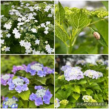 あじさいとカタツムリの投稿画像一覧 Greensnap グリーンスナップ あじさいとカタツムリの投稿画像一覧 Greensnap グリーンスナップ