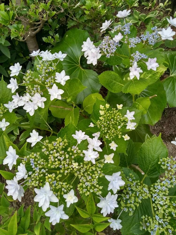 お出かけ先の投稿画像 By Yしのぶさん 娘宅の庭と がくあじさい と花に癒されと綺麗 と紫陽花 墨田の花火と娘宅の庭と がくあじさい と花に癒されと綺麗 と紫陽花 墨田の花火 21月6月4日 Greensnap グリーンスナップ Greensnap グリーンスナップ