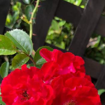 赤い薔薇❣の画像 by morinokoさん | ばら バラ 薔薇と毎年咲いてくれると咲いてくれてありがとうとおうち園芸と赤い薔薇❣