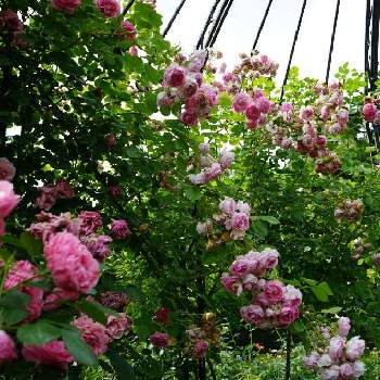 庭師の画像 by RicaNさん | お出かけ先とバラと植物園と季節の花と庭師と自慢のバラ_2021