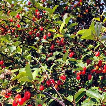 グミの実 の投稿画像一覧 Greensnap グリーンスナップ