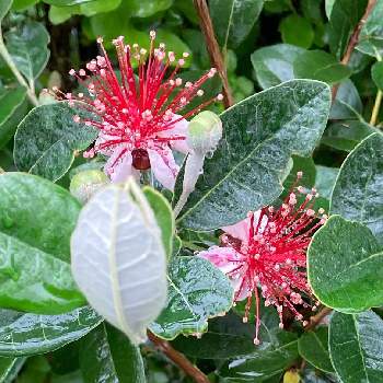 フェイジョア アポロの投稿画像一覧 Greensnap グリーンスナップ