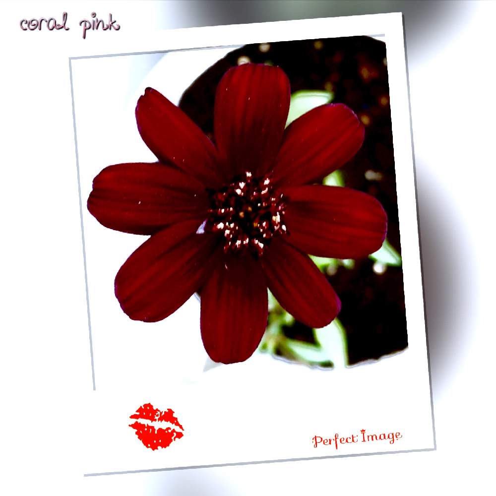 Pw チョコレートコスモス チョカモカの投稿画像 By Coral Pinkさん チョコレート色といつもありがとう とチョコレートコスモス とコスモス とおうち園芸 とシックな色 とpwと可愛い 艸 とキュート W ฅ と四季咲きとみんな大好き とお迎えしま