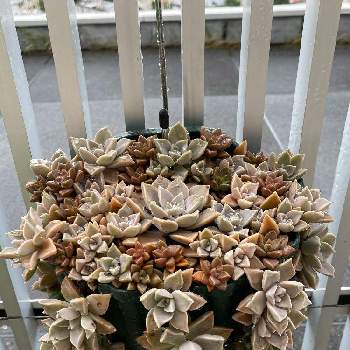 多肉のハンギングの投稿画像一覧 Greensnap グリーンスナップ