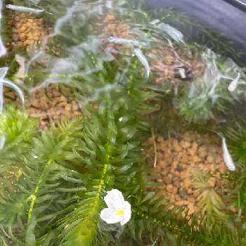 水生植物のある暮らしの投稿画像一覧 Greensnap グリーンスナップ